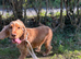Show type cocker spaniels