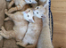 2 kittens for sale