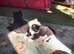 2 ragdoll mix kittens