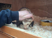 hob ferret