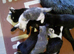 Kittens for sale