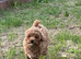 Daisy – Beautiful Toy Poodle Girl Looking for Her Forever Home