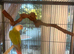 2026 Conure chicks. Hatched May.