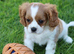 PLAYFUL CAVALIER X PUG PUPPIES FOR SALE