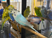 Male budgie available for sale