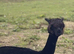 10 month old male alpacas