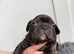Stunning Big Rope, Velvet & Rojo French Bulldogs