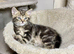 Beautiful Tabby Male Kitten