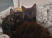 Kittens need rehomeing