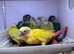 Conure Hand Reared Babies Looking for new perches
