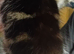 Tuxeto/bengal kittens