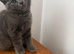 Beautiful Scottish Fold girls