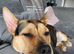Iyla- 11 month old German shepherd cross Staffy