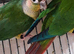 Conure Pair
