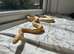 1 year old Corn snakes.