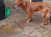 Male cocker spanial dog