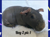 Beautiful bonded baby brothers skinny pigs
