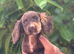 Cocker spaniel puppies
