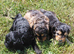 Brilliant Cockalier-a-Poo Puppies &ndash; Ready Soon!