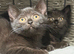 British shorthair girls