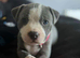 Gorgeous puppies