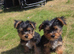 Yorkshire terrier biewer puppies for sale