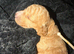 Cockapoo Puppys