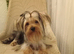 Mini yorkie boy