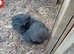 STUD. American Silkie Stud Cockerel.