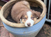 Border collie pups for sale males only