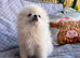 Pomeranian ready now