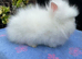 Lionhead Bunnies