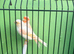 Mosaic canaries