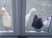 2 white male indian runner ducks
