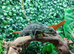 Red Ambilobe Panther Chameleons at Birmingham Reptiles