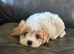 Cavachon pups ready now boys only