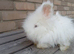 Angora bunnies