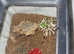 Small Theraphosa stirmi Goliath Birdeater UNSEXED