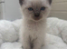 Ragdoll kittens