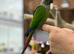Green cheek conures
