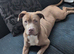 American bulldog x labrador