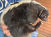 SKUNK KITS FOR SALE