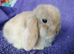 Baby mini lops for sale
