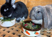 Bonded male/female rabbit pair looking for a loving new home together.