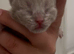bsh kittens