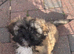 Puppy for rehoming