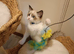Active kittens of Champion Status dad