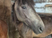 Non gelded dartmoar pony