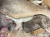 2 chihuahua puppies left - ready Tues 14th