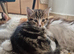 Kiten